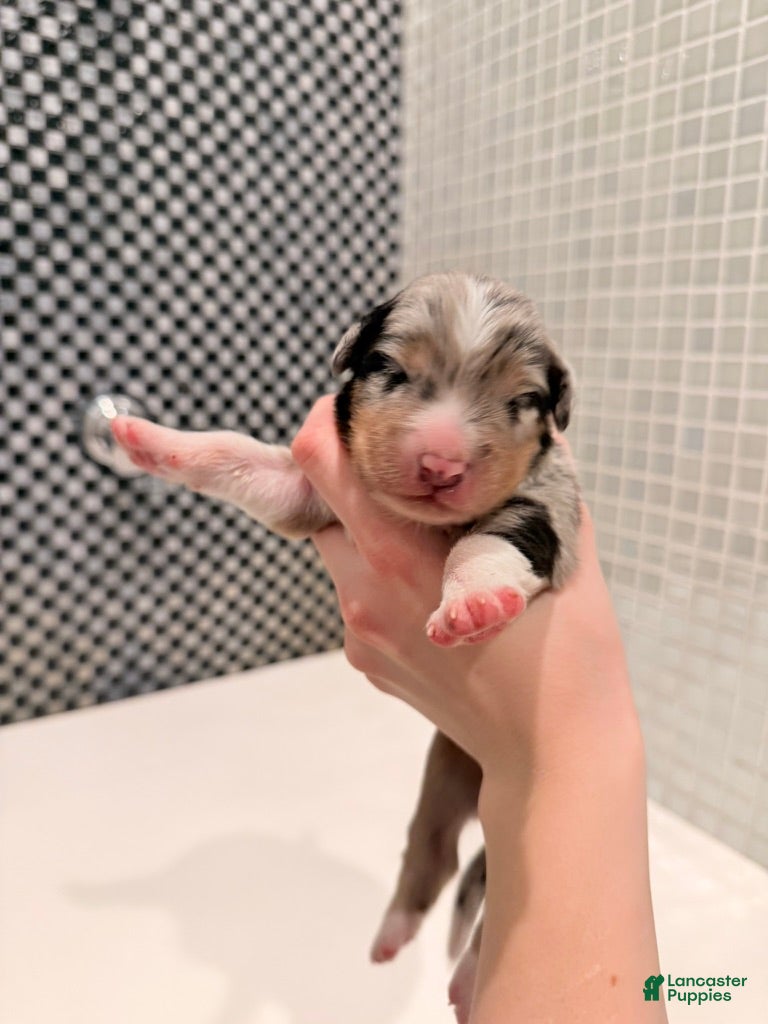 Australian Shepherd dogs for sale: Storm - Ad 3