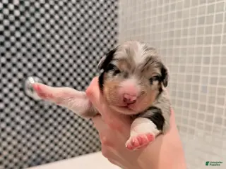 Australian Shepherd dogs for sale: Storm - Ad 3