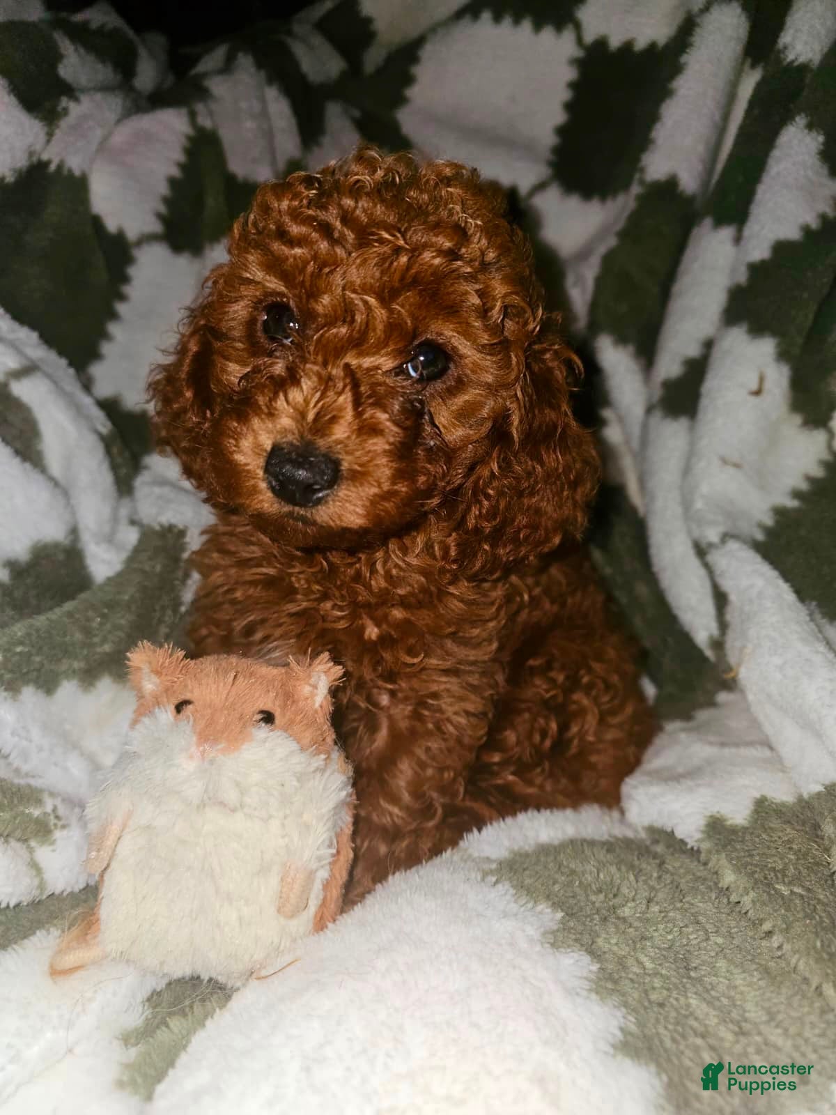 Toy Poodle dogs Harold - Potty and Crate Trained🐾 - Ad 23