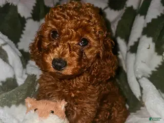 Toy Poodle dogs Harold - Potty and Crate Trained🐾 - Ad 23