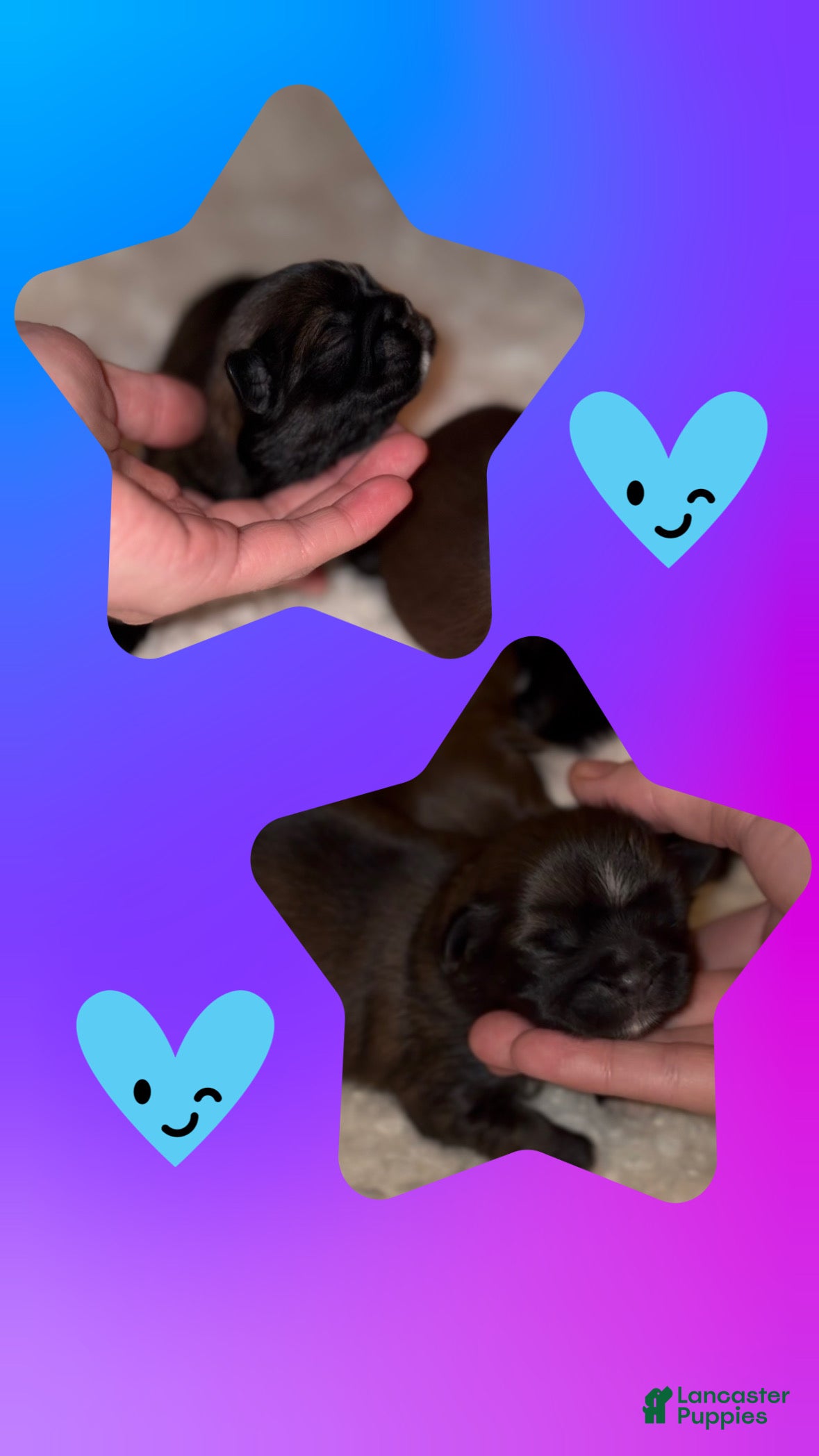 Shih Tzu dogs Shih Tzu Puppy 1 - Ad 15