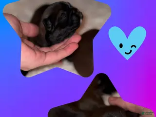 Shih Tzu dogs Shih Tzu Puppy 1 - Ad 8