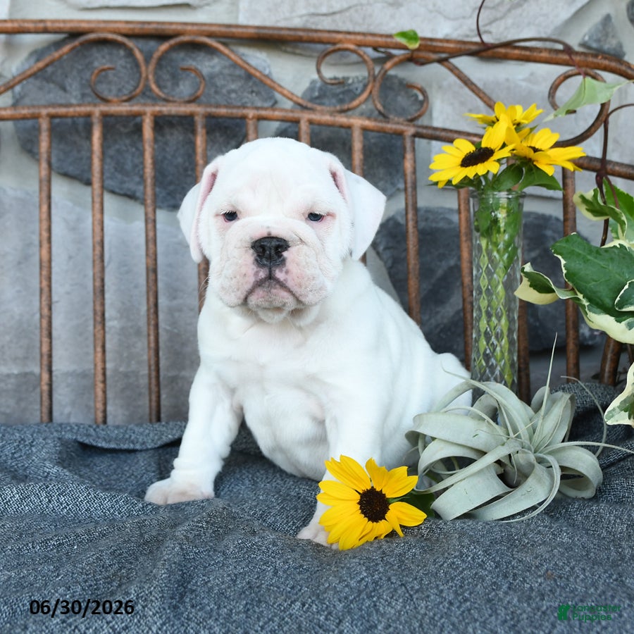 English Bulldog dogs for sale: Polar - Ad 3