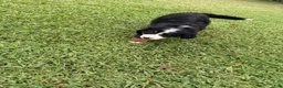 Bernese Mountain Dog dogs for sale: Bernese Mountain Dog 1 - Ad 20