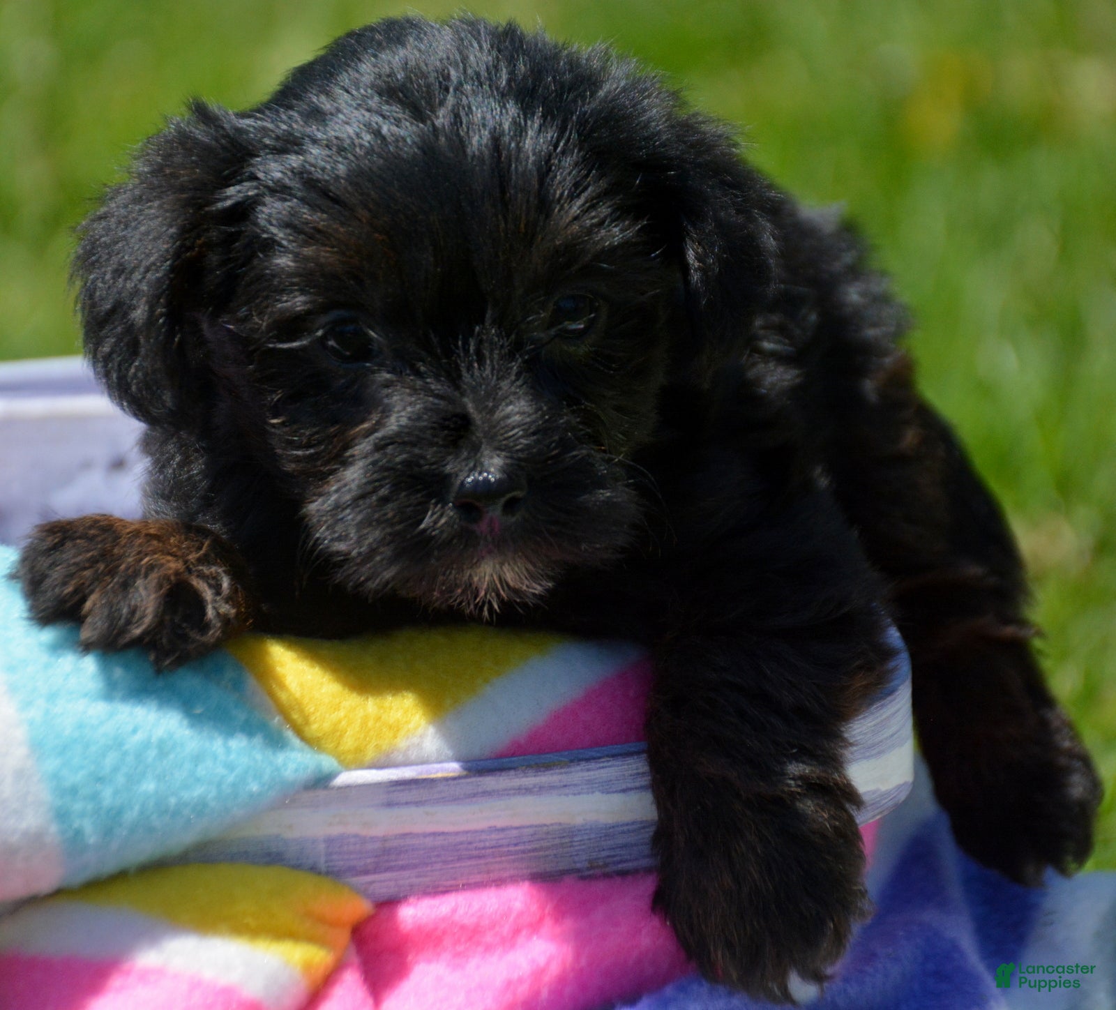 Yorkiepoo dogs Yorkiepoo Pepper - Ad 37