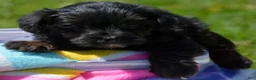 Yorkiepoo dogs for sale: Yorkiepoo Pepper - Ad 3
