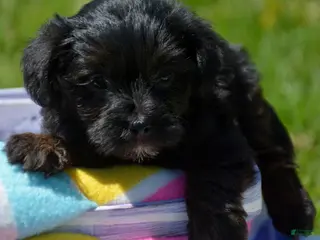 Yorkiepoo dogs Yorkiepoo Pepper - Ad 37