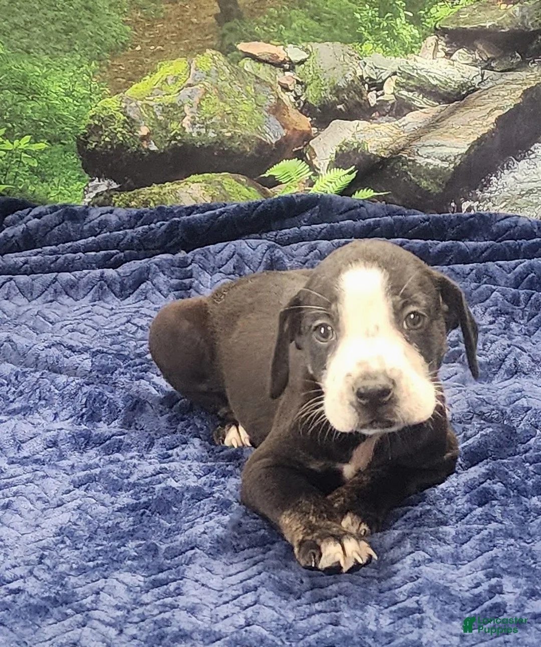 Catahoula Leopard Dog dogs for sale: Luna 2025 Male 1 - Ad 23