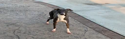 Italian Greyhound dogs for sale: Forest  - Ad 11