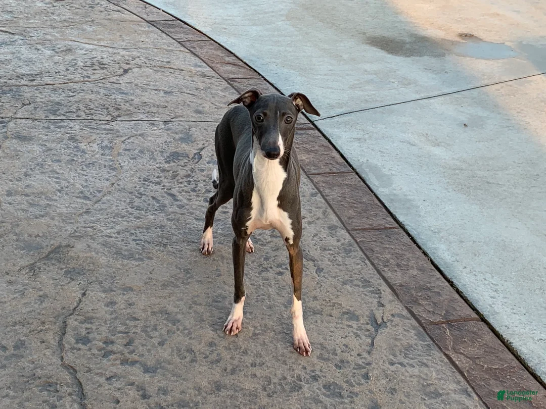 Italian Greyhound dogs for sale: Forest  - Ad 11