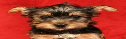 Yorkshire Terrier dogs for sale: Hershey - Ad 9