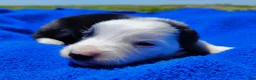 Border Collie dogs for sale: Skipper  - Ad 19