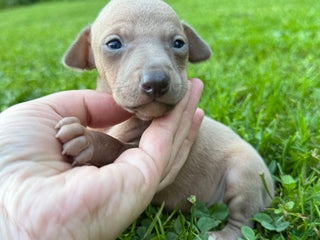 Italian Greyhound dogs - Ad 1