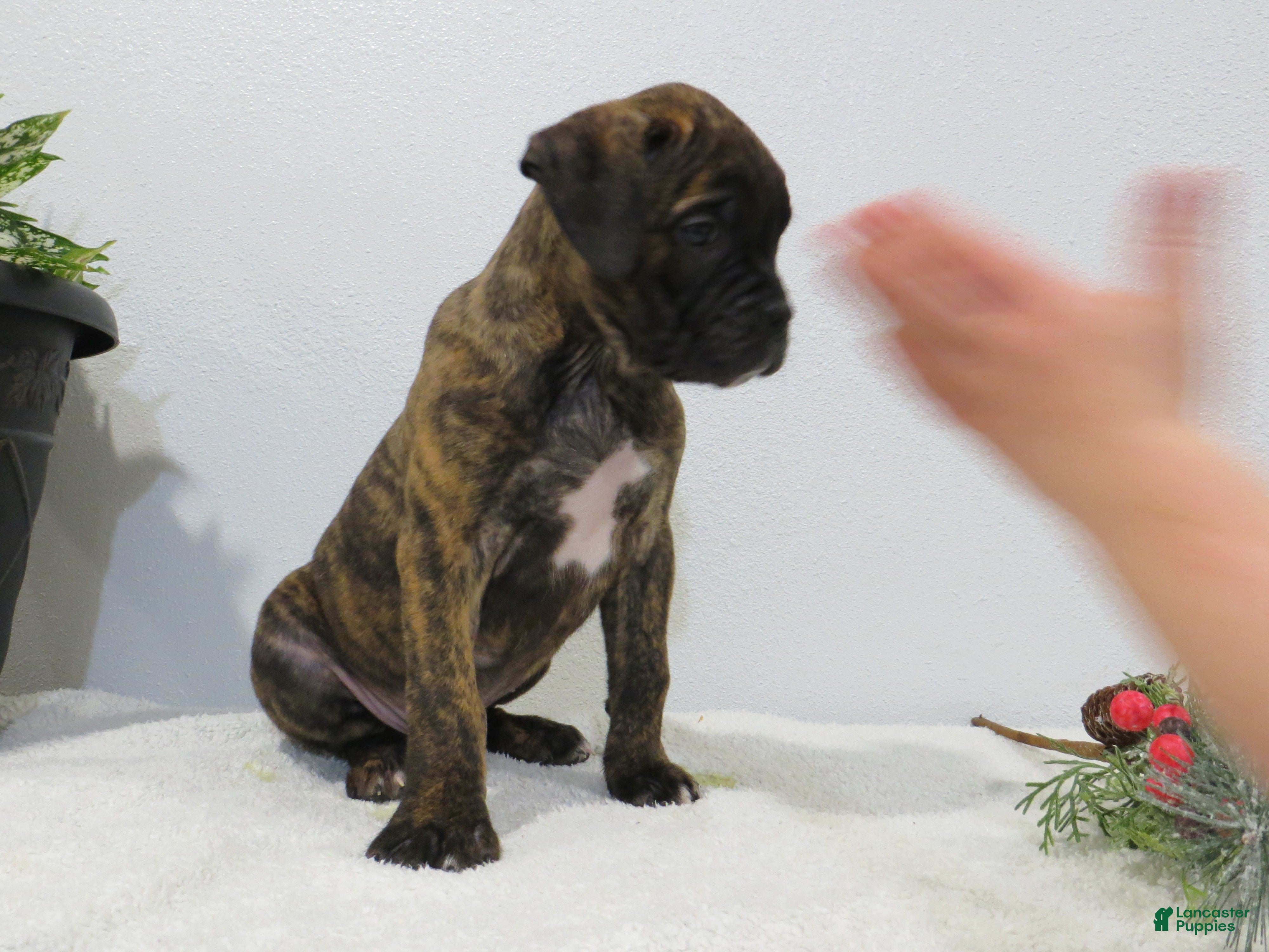 Boxer dogs 🗺️ ADVENTURE - Ad 2