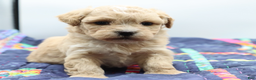 Maltipoo dogs for sale: Apricot female - Ad 4