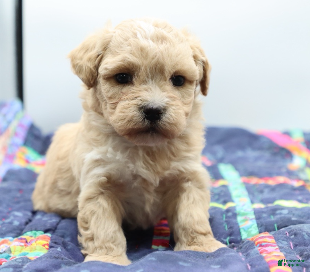 Maltipoo dogs for sale: Apricot female - Ad 4