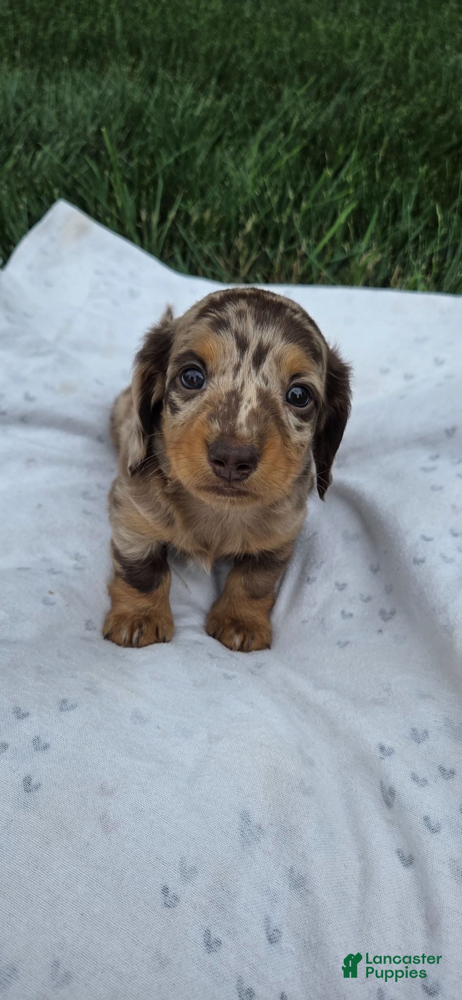 Miniature Dachshund dogs Cedar - Ad 1