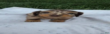 Cedar