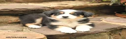 Australian Shepherd dogs for sale: Max - Ad 3