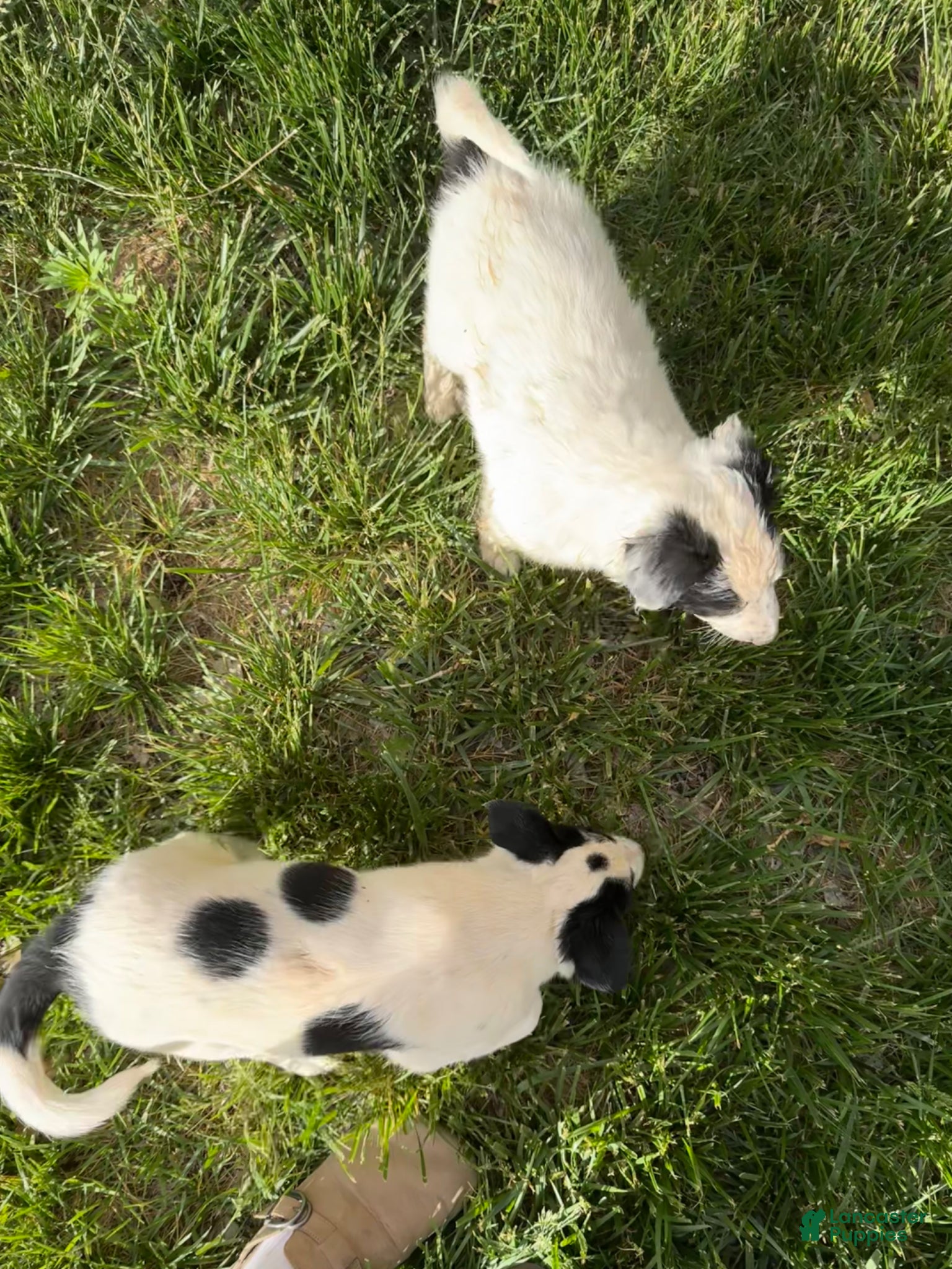 Mixed Breed dogs Mixed Breed Puppy 3 - Ad 18