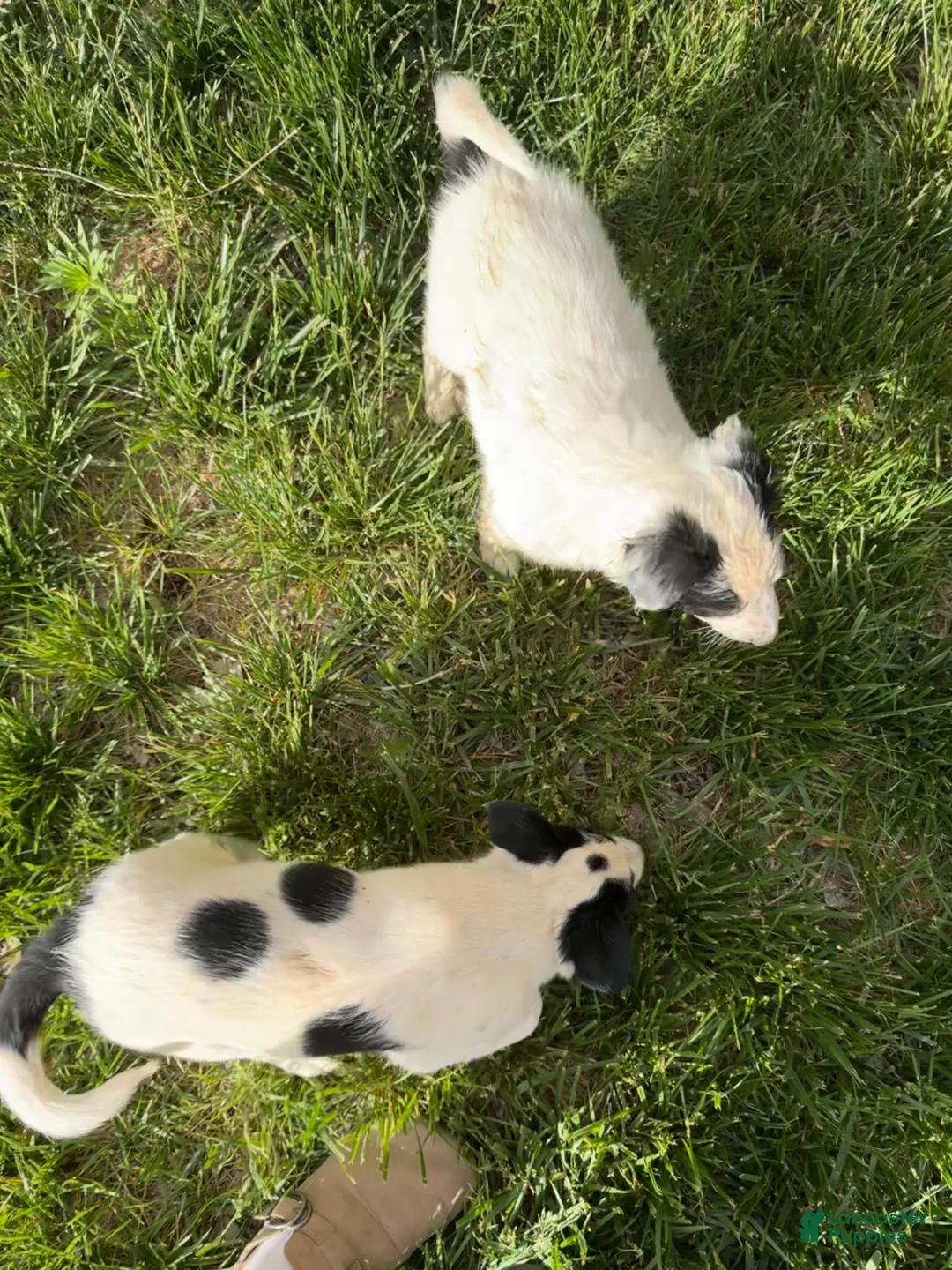 Mixed Breed dogs for sale: Mixed Breed Puppy 3 - Ad 1