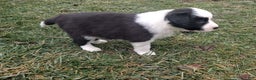 Border Collie dogs for sale: Benji  - Ad 6