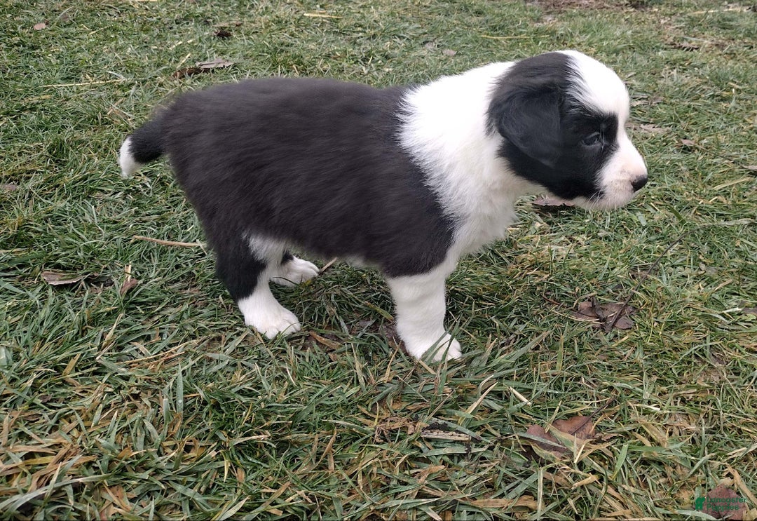 Border Collie dogs for sale: Benji  - Ad 6