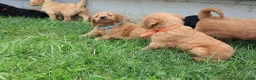 Goldendoodle dogs for sale: Liam - Ad 2