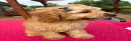 Cavapoo dogs for sale: Monica - Ad 2