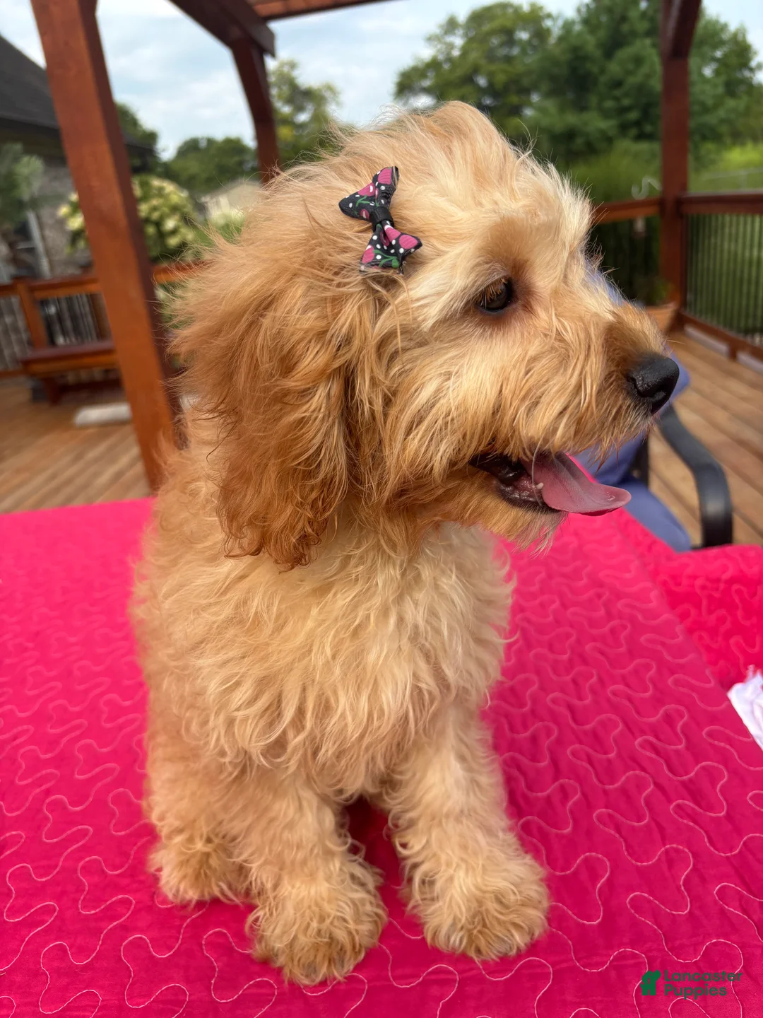 Cavapoo dogs for sale: Monica - Ad 2