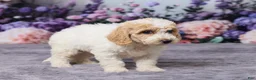 Bichpoo dogs for sale: Daisy - Ad 4