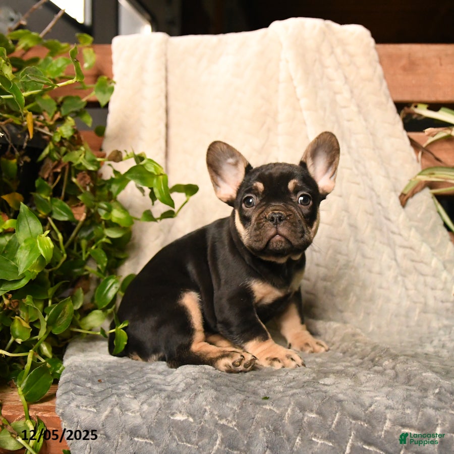 French Bulldog dogs Peanut Butter Cup - Ad 9