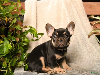 French Bulldog dogs Peanut Butter Cup - Ad 2