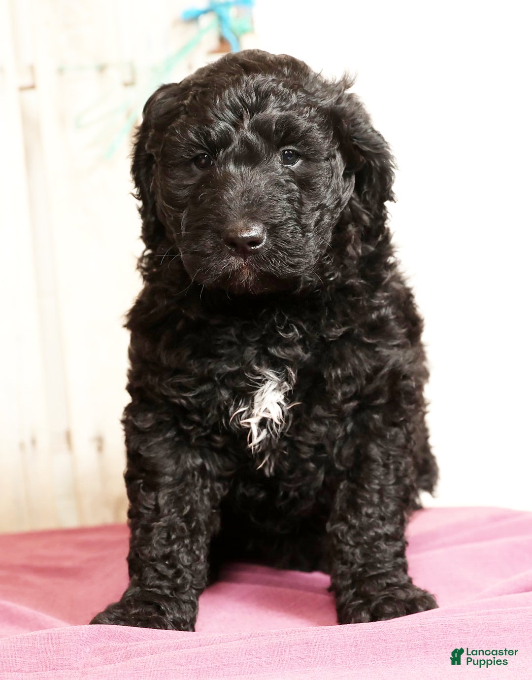 Goldendoodle dogs for sale: Zach - Ad 2
