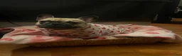 French Bulldog dogs for sale: French Bulldog 5 daisy,fay  - Ad 3