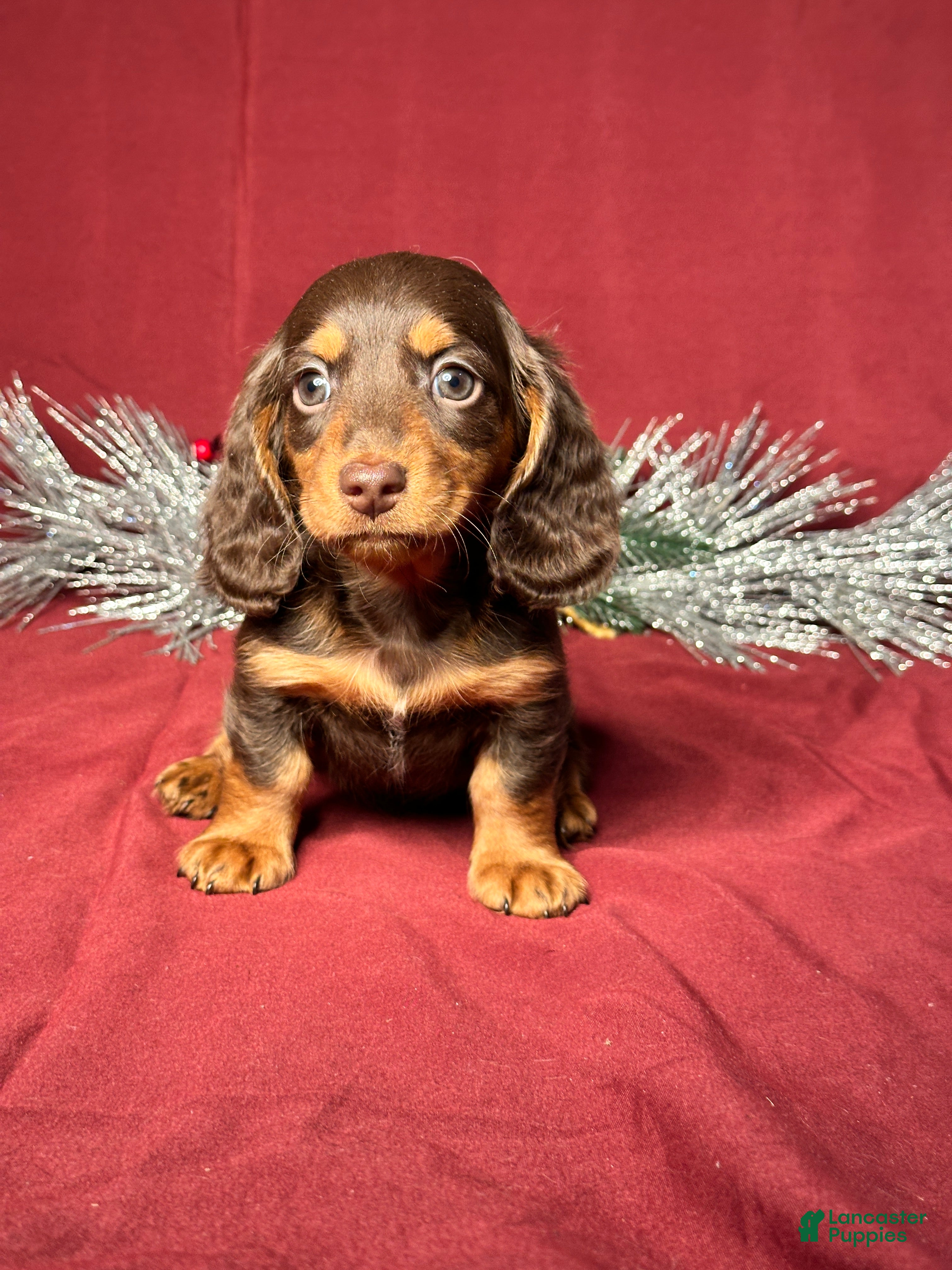 Miniature Dachshund dogs Dallas - Ad 9