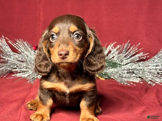 Miniature Dachshund dogs Dallas - Ad 5