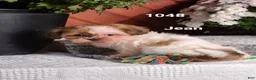 Shih Tzu dogs for sale: Jean  - Ad 6