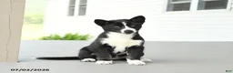 Gerberian Shepsky dogs for sale: Frosty - Ad 4