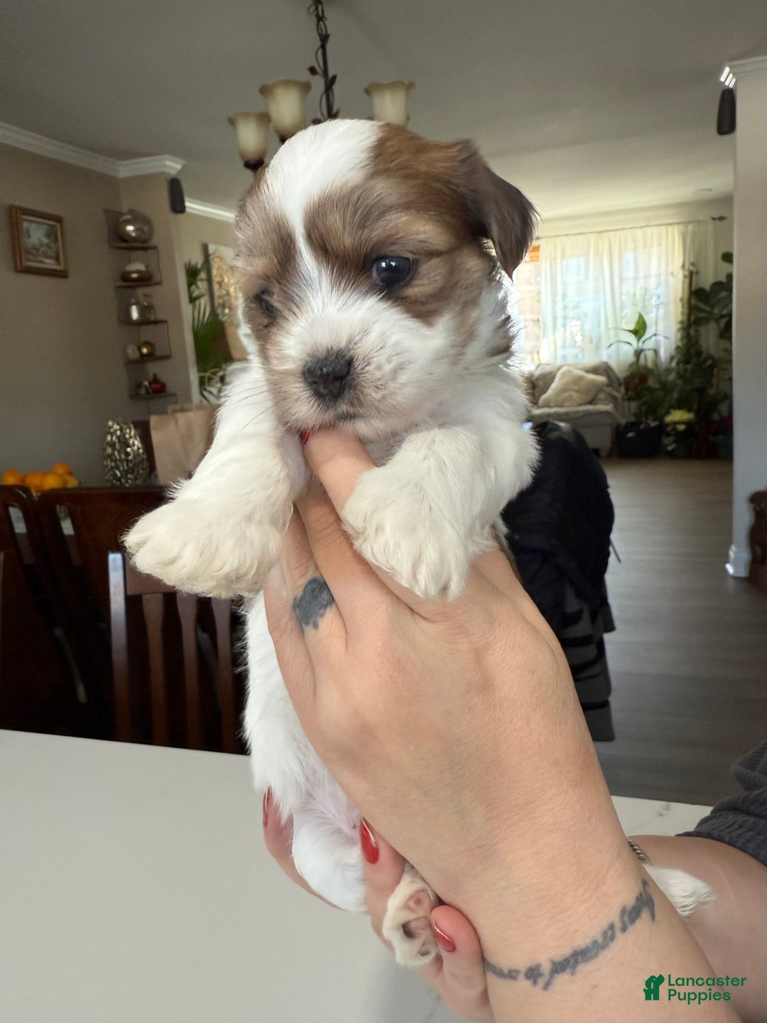 Shorkie dogs for sale: Shorkie Puppy 2 Elmo - Ad 3
