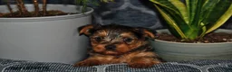 Yorkshire Terrier dogs for sale: Texas - Ad 1