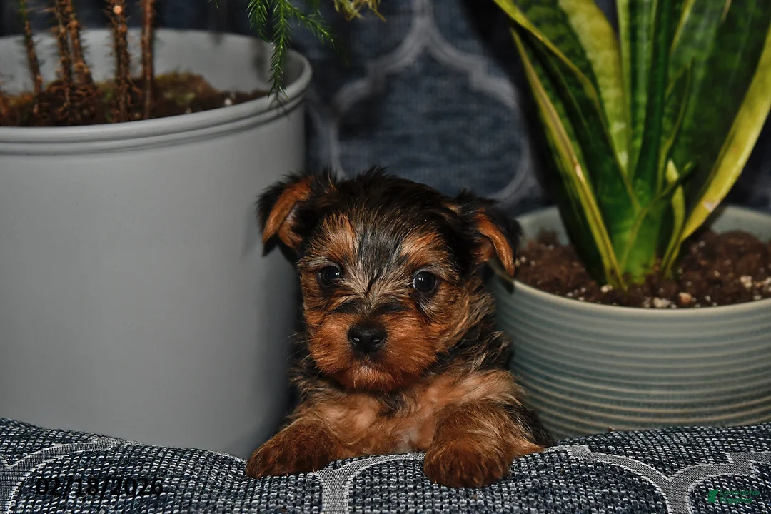 Yorkshire Terrier dogs for sale: Texas - Ad 1