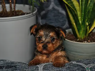 Yorkshire Terrier dogs for sale: Texas - Ad 2