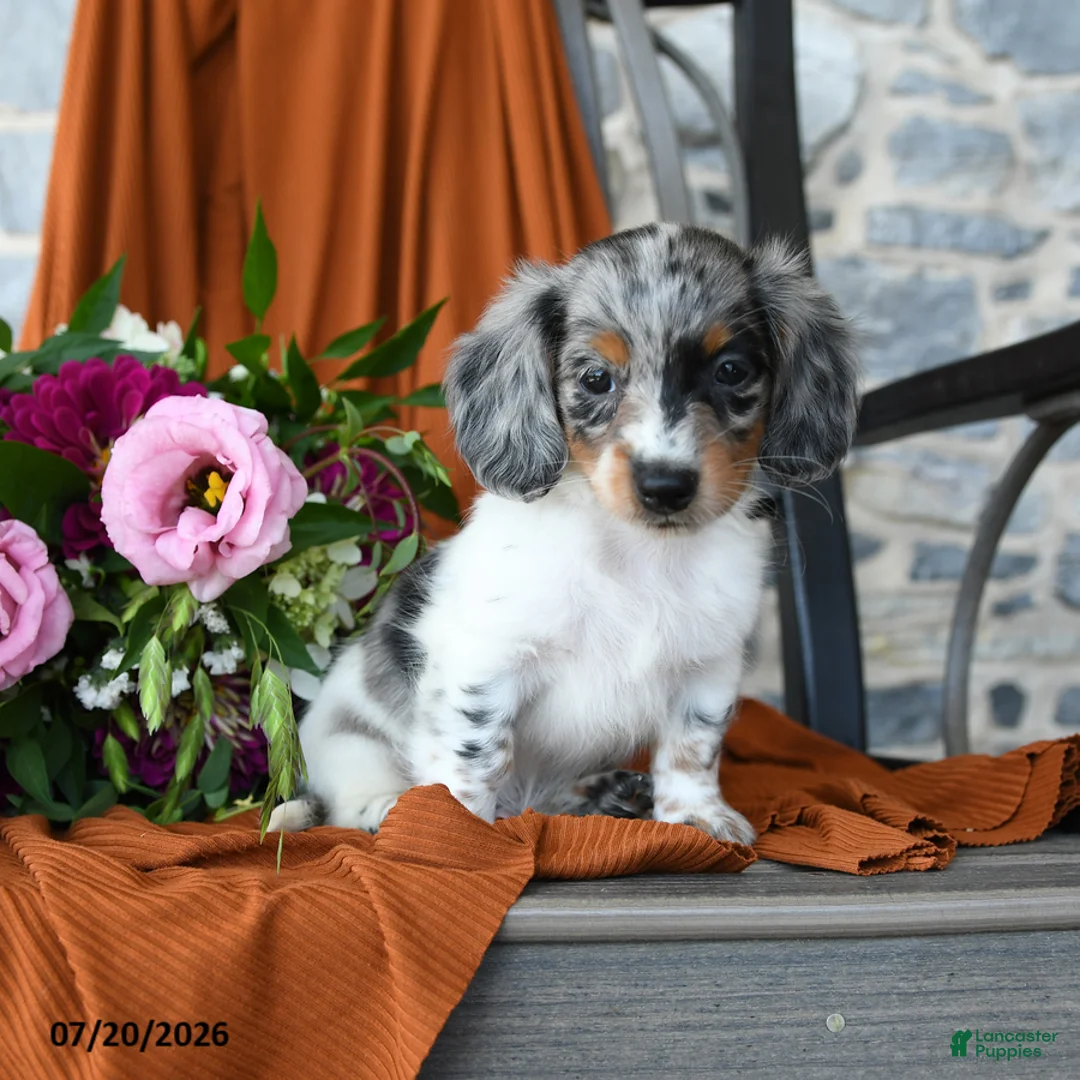 Miniature Dachshund dogs for sale: Grayson - Ad 1