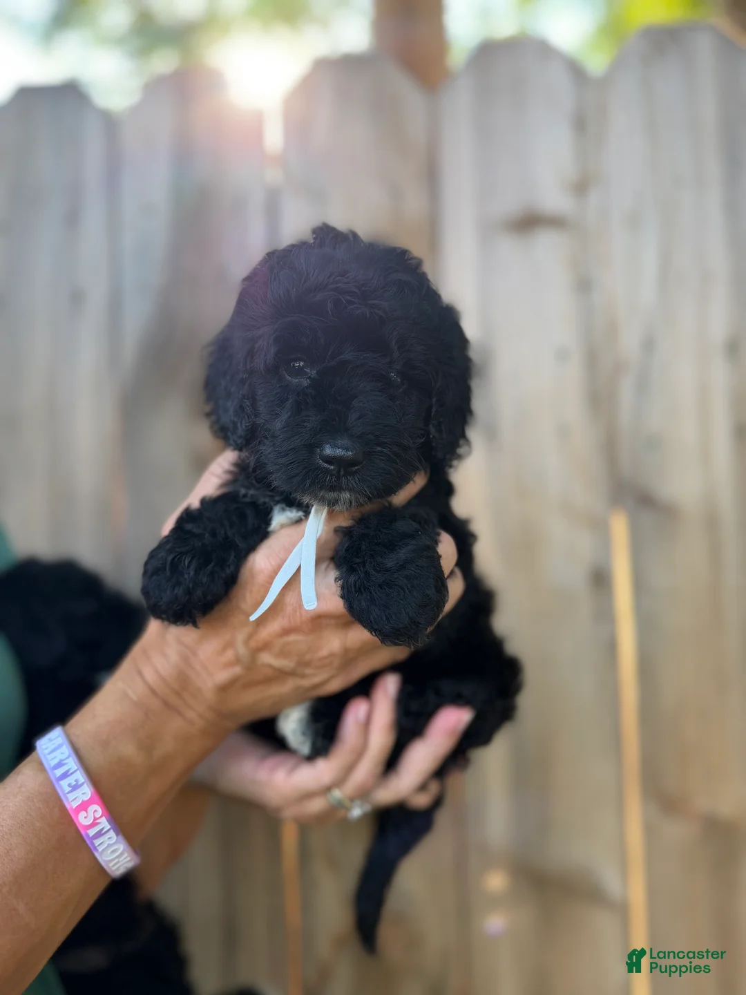 Mixed Breed dogs for sale: Mixed Breed 5 - Ad 2