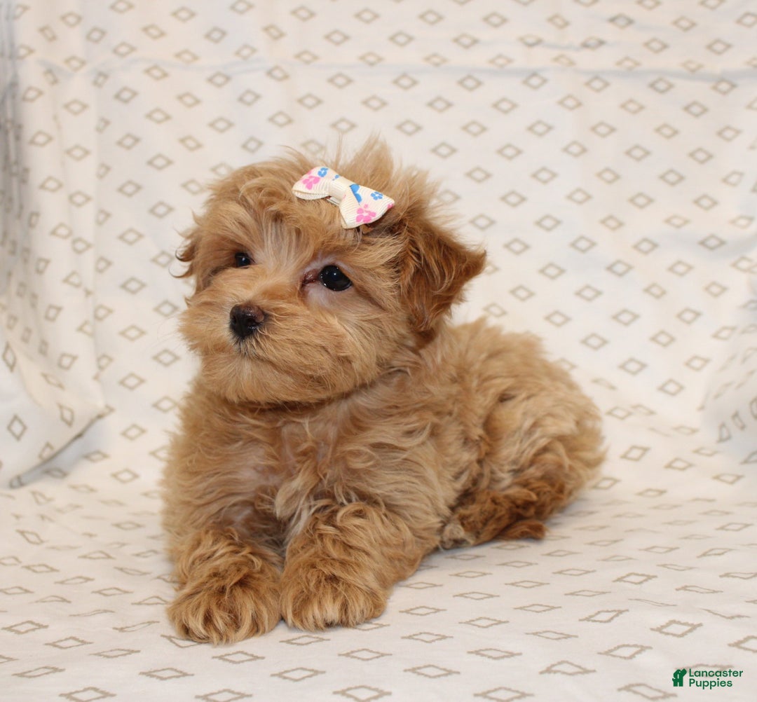 Maltipoo dogs for sale: Rosetta - Ad 5