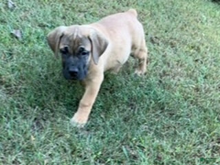 South African Boerboels dogs South African Boerboel Puppy 4 - Ad 6