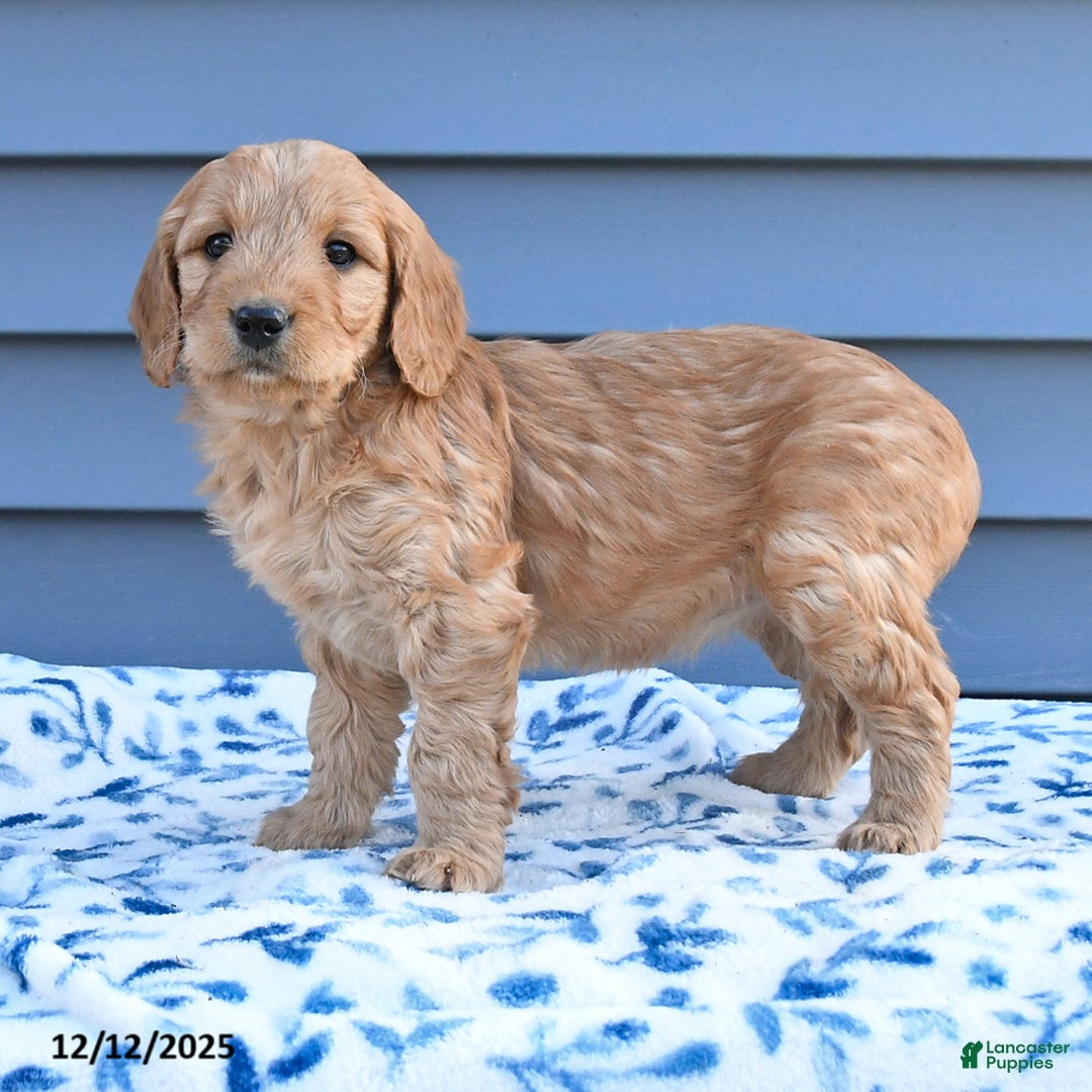 Goldendoodle dogs for sale: Bambi - Ad 4