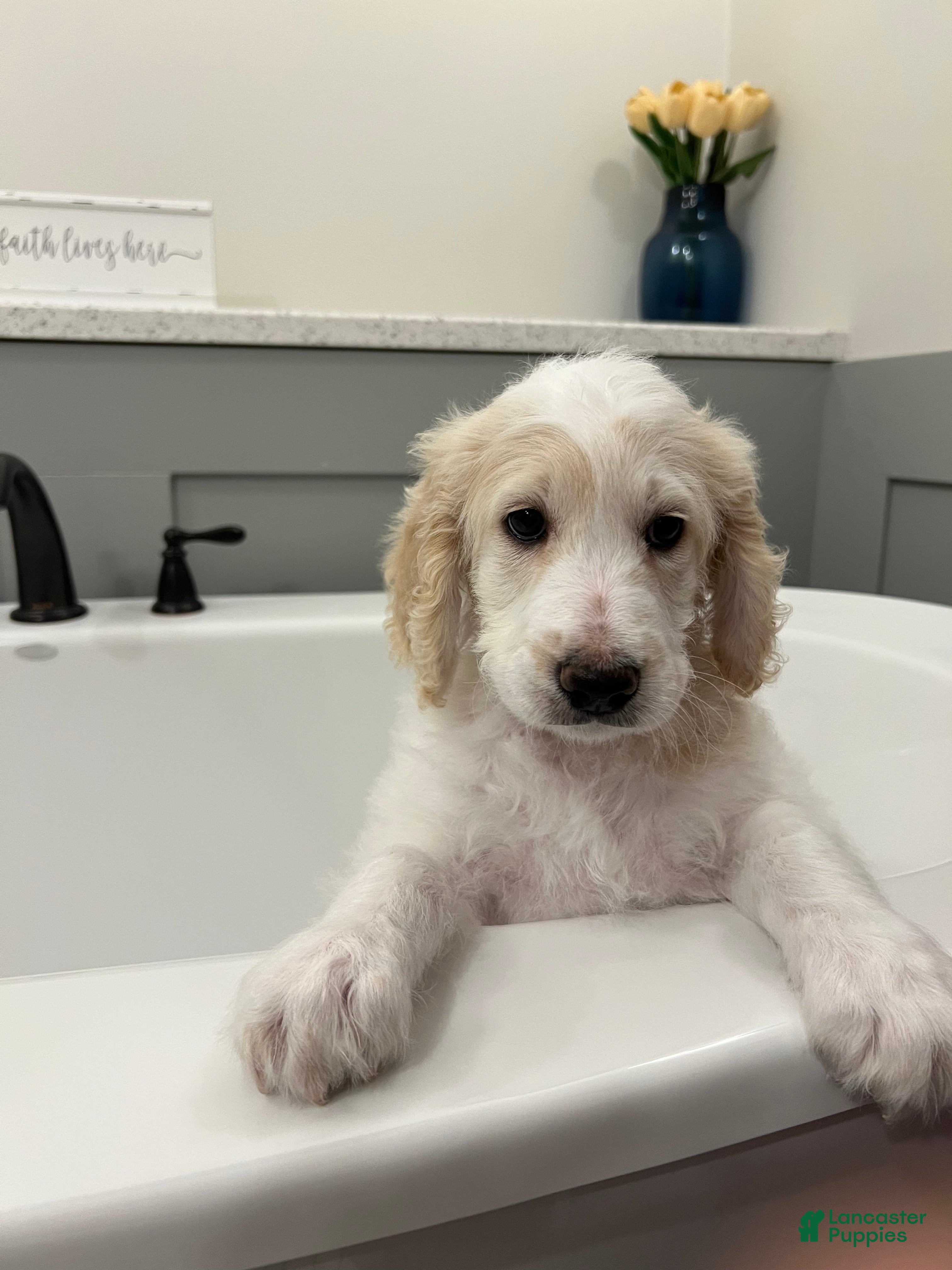 Goldendoodle dogs Angel Maple🪽🍁 - Ad 1