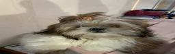 Shih Tzu dogs for sale: Shih Tzu 1 - Ad 4